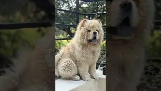 My a child to fully grown up  #song #bollywood #chowchow #happy #family #puppy #love #everything