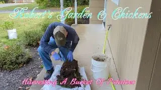Ep.15...2025...Harvesting A Bucket Of Potatoes And An Update