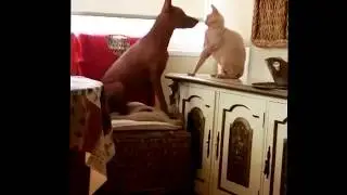 Peruvian Hairless dog and cat