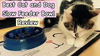 BEST Slow Feeding Pet Bowl Review (for both Dogs & Cats) - Link to product in description