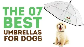 The Best Umbrellas For Dogs Leash & Raincoat
