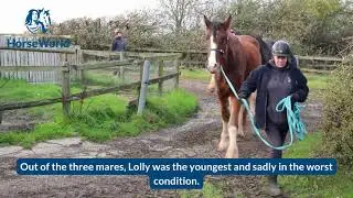 HorseWorld's Shire Horse Lolly's Rescue Anniversary