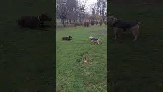 наглядная разница между доберманом и амбулли😁😆 #pocketbully #americanbully