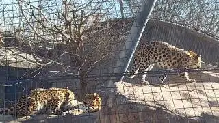 Cheetah 🐆 at St Louis Zoo