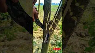 Trees craft and juice collecting #shorts #short #viral#satisfying #bamboo1#craft#trending #bushcraft