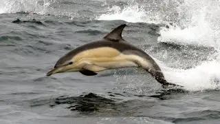 Darwin200 Ep 4: Dolphin Survey (Joe Ellison observes dolphins, whales, sharks and more)
