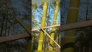 Who needs this kind of bamboo? Oh no,it&rsquo;s a bamboo sword!