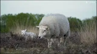 very cute animal sheep🐏🐑Sheeps at field..funny animal..best animal..wild animals..domestic animals