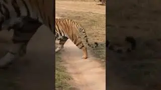 k mark female ...#savethetiger #tadoba #wildlife #tigerconservation #tigerreserve