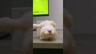 sleeping cat #fannyanimals #comedi #animals #kitten #dog #short2023 #fails #fail #cat #cats