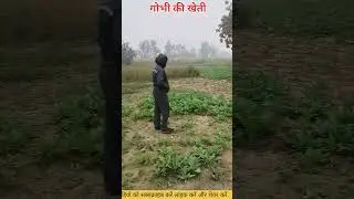 #gobhi ki kheti#गोभी की खेती#Indian blogs