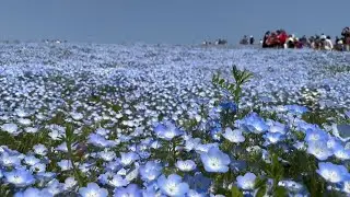 Голубая магия немофилы в прибрежном парке Хитачи