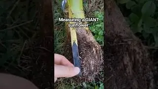 Measuring A GIANT sunflower 🌻 #gardening #sunflower