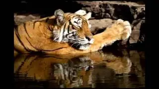 India's Most Famous Tiger Machli, 'Queen of Ranthambore', Dies at 19