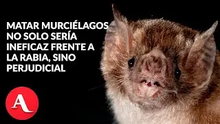 Ecólogo llama a no matar murciélagos y a reforzar vacunación ante alerta por rabia