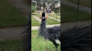 Master Crane 🤗