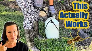 How To Get Rid Of Crazy Ants: What Actually Works on Crazy Ants When Most Ant Killers Fail