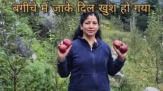अपने गांव मुखवा में की सेब की तुड़ान || @harsilvlogs4243 #pahadivlogs 