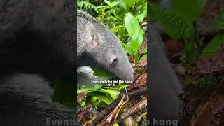 Застенчивый детеныш муравьеда учится жить в дикой природе | The Dodo