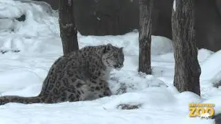 Snow Leopards Enjoying Winter!