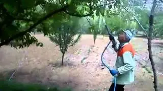 Tatlarda Elma ilaçlama
