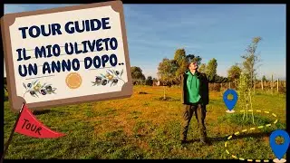 PLANT TOUR: il mio ULIVETO dopo 1 anno! | Considerazioni e Consigli