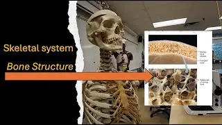 Строение костей - лекция 2