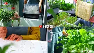 What to prepare for the first time growing hydroponic vegetables? || Growing hydroponic vegetables.
