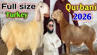 Hussain Goat And Sheep Farm Visit Latest Update❤️29-Jan26😍Nasli Shok Koriyo K Dam😱💥🔥,