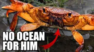 Potamon Crab Facts: the FRESHWATER Crab 🦀 Animal Fact Files