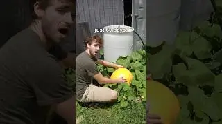 Our Backyard Garden Grew THIS in Just 60 Days!