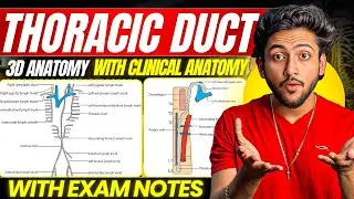 Thorax Anatomy - Thoracic Duct | MBBS 1st Year | Full Explanation With Exam Notes | MBBS World