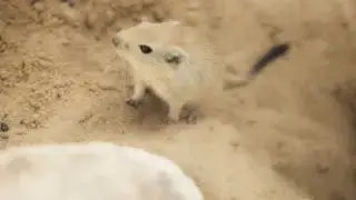 Kangaroo Rat  The Desert's Tiny Jumper! #KangarooRat #Wildlife #DesertCreatures #NatureDocumentary