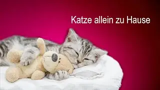 Katze alleine zu Hause - was macht sie den ganzen Tag?