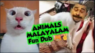 Animals Fun Dub | 1m mallu cat | AQ Vlogz | 1