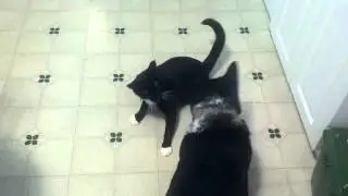 Lala Dog and Sid Cat