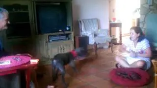 The next flying Czapiga