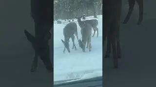 Three of a kind #trending #deer #graveyard #babyanimals #wildlife #shorts #snow #winter #sub #like