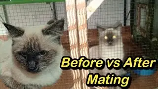 Female Cat Before & After Mating | Vaccination Process & Behavior Changes Explained