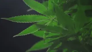 Florida lawmaker proposes cannabis vehicle open-container ban
