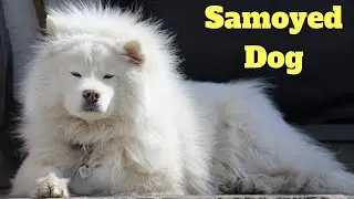 Samoyed Dog | amazing facts in hindi | Animal Channel Hindi
