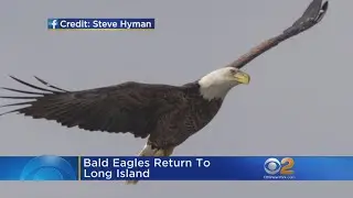 Bald Eagles Return To Long Island