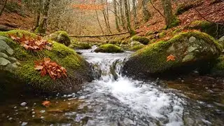RIVER SOUNDS ASMR | PEACEFUL WATER SOUNDS TO RELAX, FOCUS, AND ENHANCE SLEEP QUALITY