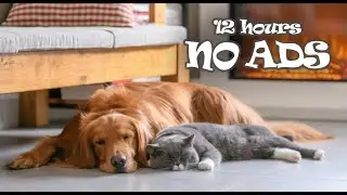 12 Hours UNINTERRUPTED Sleep Music for Cats and Dogs 😺 Pet Music for Calm Your Cat and Dog
