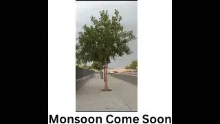 Oh !!!! Rain Come Soooooon.#rain #dancingtree#naturejoy