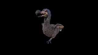 DODO ASMR
