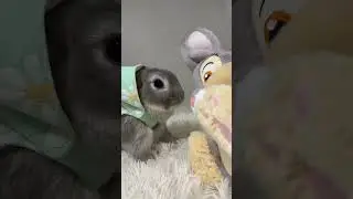 #Shorts #ASMR #CuteBunnies #BunnyLovers #FluffyPets #CuteAnimals #PetBunnies