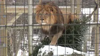 Claws 'N' Paws welcomes Christmas trees to enrich, entertain animals