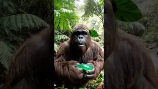 I Tried the Jungle Skincare Routine That Went Viral