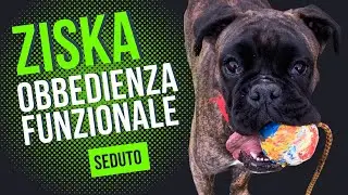 Obbedienza funzionale | Seduto